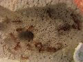 Large Myrmica Rubra Colony (my own) Large Myrmica Rubra Colony (my own)