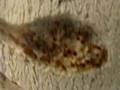 Large Myrmica Rubra Colony (my own)