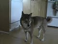 shiba inu cleaning kitchen