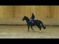 Qlassic Bois Margot - Stallion by L'arc de triomphe - 4 year's old