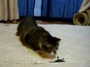 おもかわペット大集合「おもちゃを使ってみる」