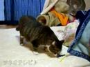 おもかわペット大集合「おもちゃを使ってみる」