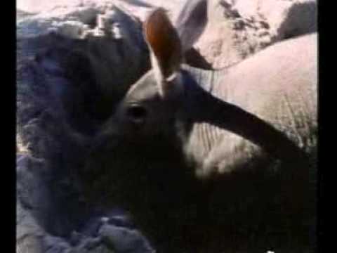 Classic Sesame Street - I'm an aardvark