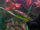 Akvarium Akvarium