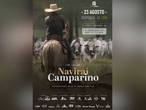 28° Leilão Naviraí Camparino – Reprodutores