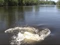 Gator Hunt 600 LBS (Aligator Was Attacking People)