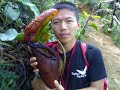 The Nepenthes rajah is the biggest pitcher plant in the world, only found at Mount Kinabalu, Borneo, no where else.... Love the nature!