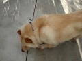 adopt-this-dog-because-she-is-just-the-best-thing-ever.html