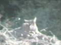 videos de Bobcats BonnyDoon Nov 29 2008