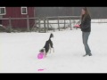 Setting Up with Kiva: Scoot - Transition from Treats to Disc
