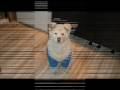 AKITA INU - DENTO