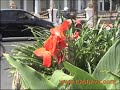 Click here to watch this video Gubernur Suryo Monument - Surabaya - East Java