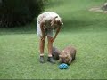 Wombat