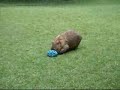 Wombat