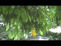Canarinho da Terra