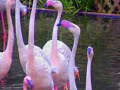 Flamingos in Hong Kong