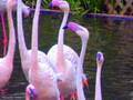 Flamingos in Hong Kong