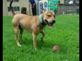 Hanrob Dog ObedienceTraining, Dog & Cat Boarding Sydney & Heathcote