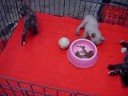Bangkok, animali in vendita al mercato di Chatuchak (3) - settembre 2008