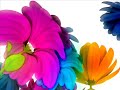 escort-www-aquaboiz-