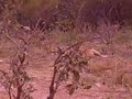mfuwe zambia 3