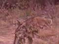 mfuwe zambia 3