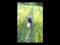title="Bikejoring