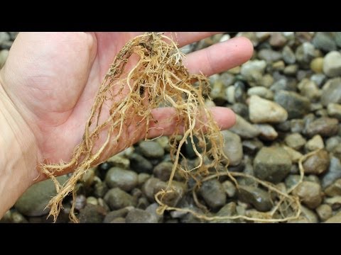 how to transplant into aquaponics