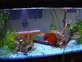 Sun Conure Dancing