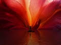 VANGELIS – Chariots of Fire