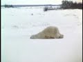 orso fuso orso fuso
