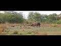 Safari near Mfuwe lodge