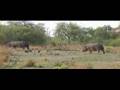 Safari near Mfuwe lodge