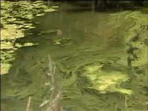 Klamath Dams: Toxic Algae