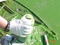 Klamath Dams: Toxic Algae