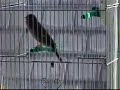 milou- canary