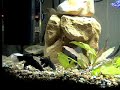 my fish tank kitchen dublin my fish tank kitchen dublin