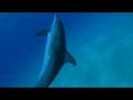 Blue Symphony - ジャック・マイヨールの愛した海　予告編