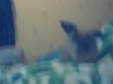 My rabbit Alwin