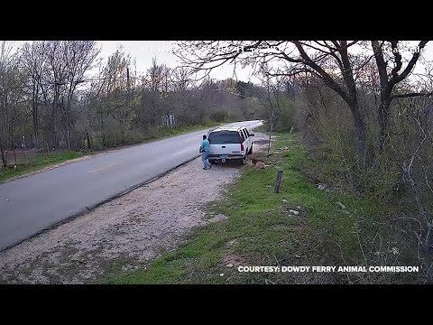 Wysadził owczarka na poboczu i odjechał. Pies biegł za autem