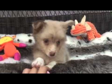 Remarkable, True Toy Aussie puppy!