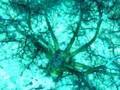 videos de Magic coral eating things in Anilao