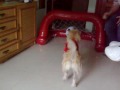 Zora Futbol.mp4