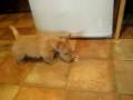 Yasu The Puppie