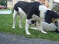 Dogs eating JuJuBs