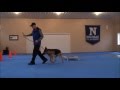 Nico (German Shepherd) Dog Training Boot Camp Video