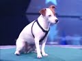 Jack Russel qui sait compter ! ( Maggy ) Jack Russel qui sait compter ! ( Maggy )