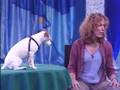 Jack Russel qui sait compter ! ( Maggy )