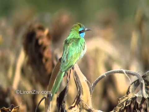 Birds of Israel - Little green Bee-eater - שרקרק גמדי Birds of Israel - Little green Bee-eater - שרקרק גמדי
