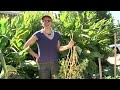 Tomato Gardening : How to Spray Standing Tomatoes